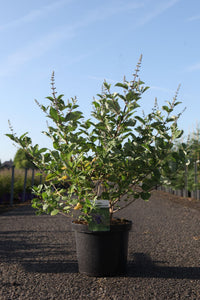 Vitex Magical© CHICAGOLAND BLUES (PBR)