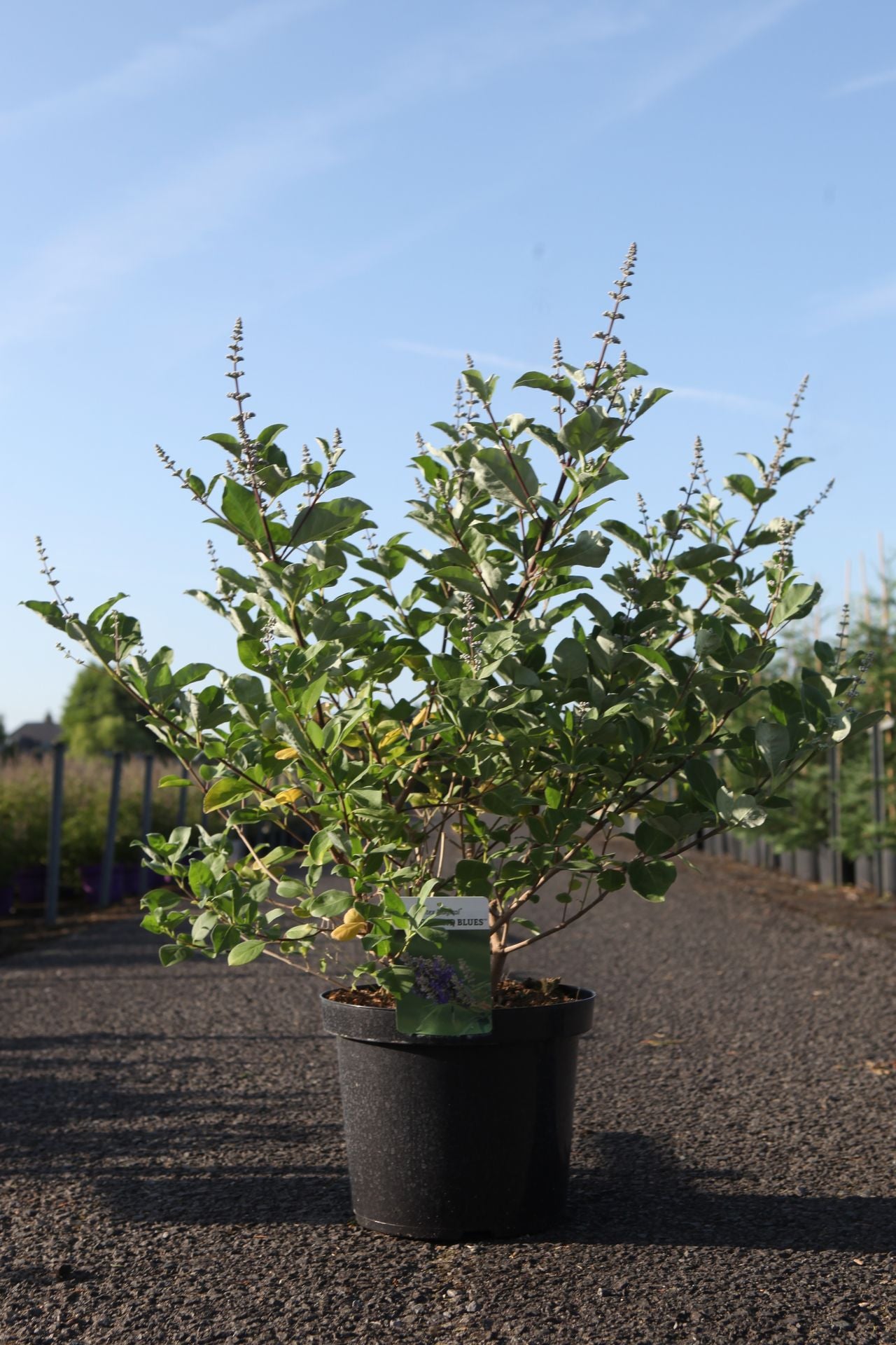 Vitex Magical© CHICAGOLAND BLUES (PBR)