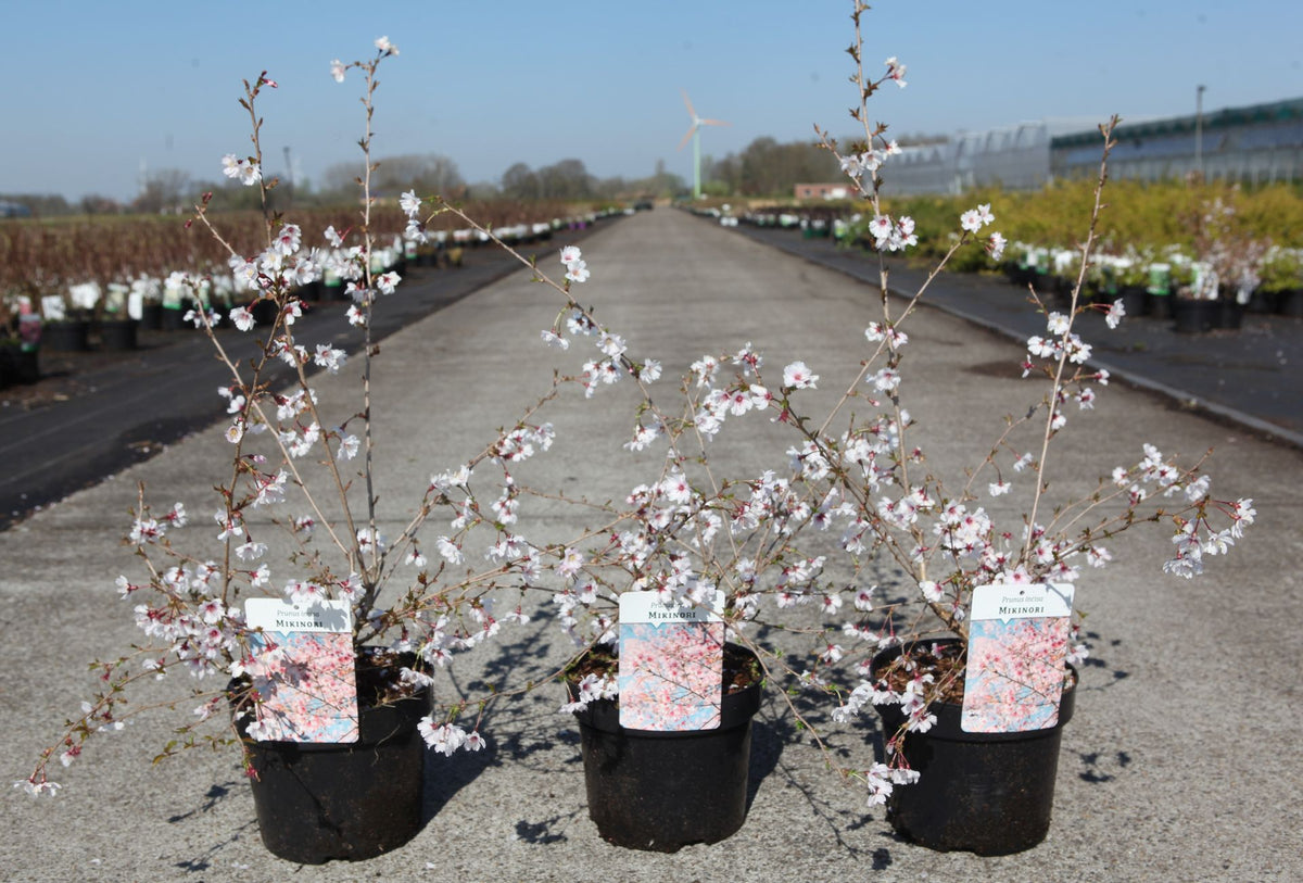 Prunus incisa 'Mikinori'