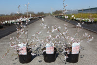 Prunus incisa 'Mikinori'