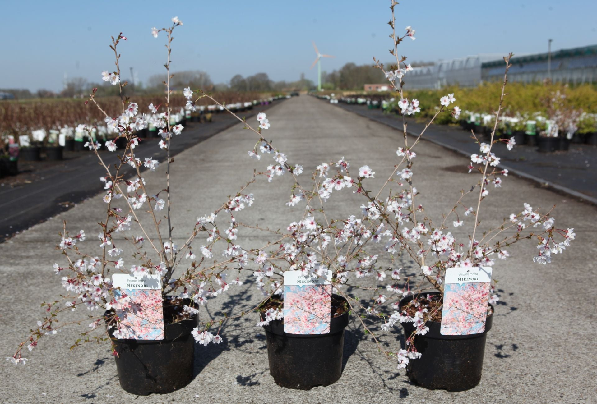 Prunus incisa 'Mikinori'