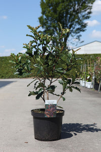 Photinia serratifolia CRUNCHY (PBR)