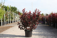 Physocarpus opulifolius LITTLE ANGEL (PBR)