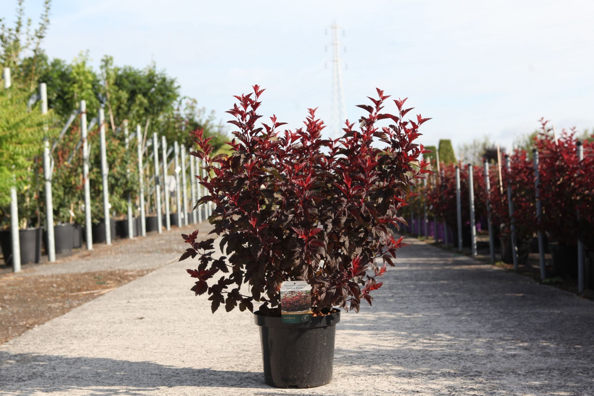 Physocarpus opulifolius LITTLE ANGEL (PBR)