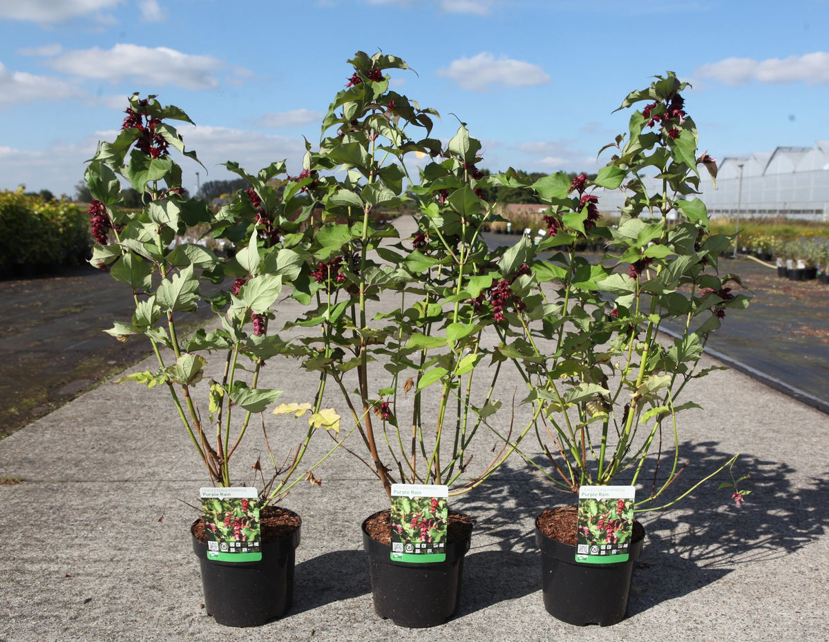 Leycesteria formosa 'Purple Rain'