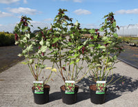 Leycesteria formosa 'Purple Rain'
