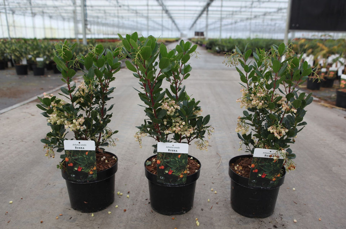 Arbutus unedo 'Rubra'