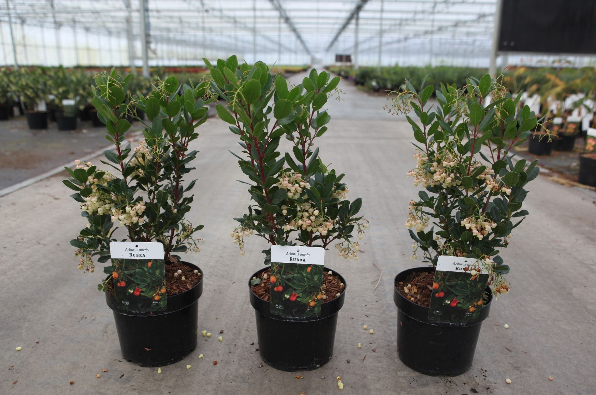 Arbutus unedo 'Rubra'
