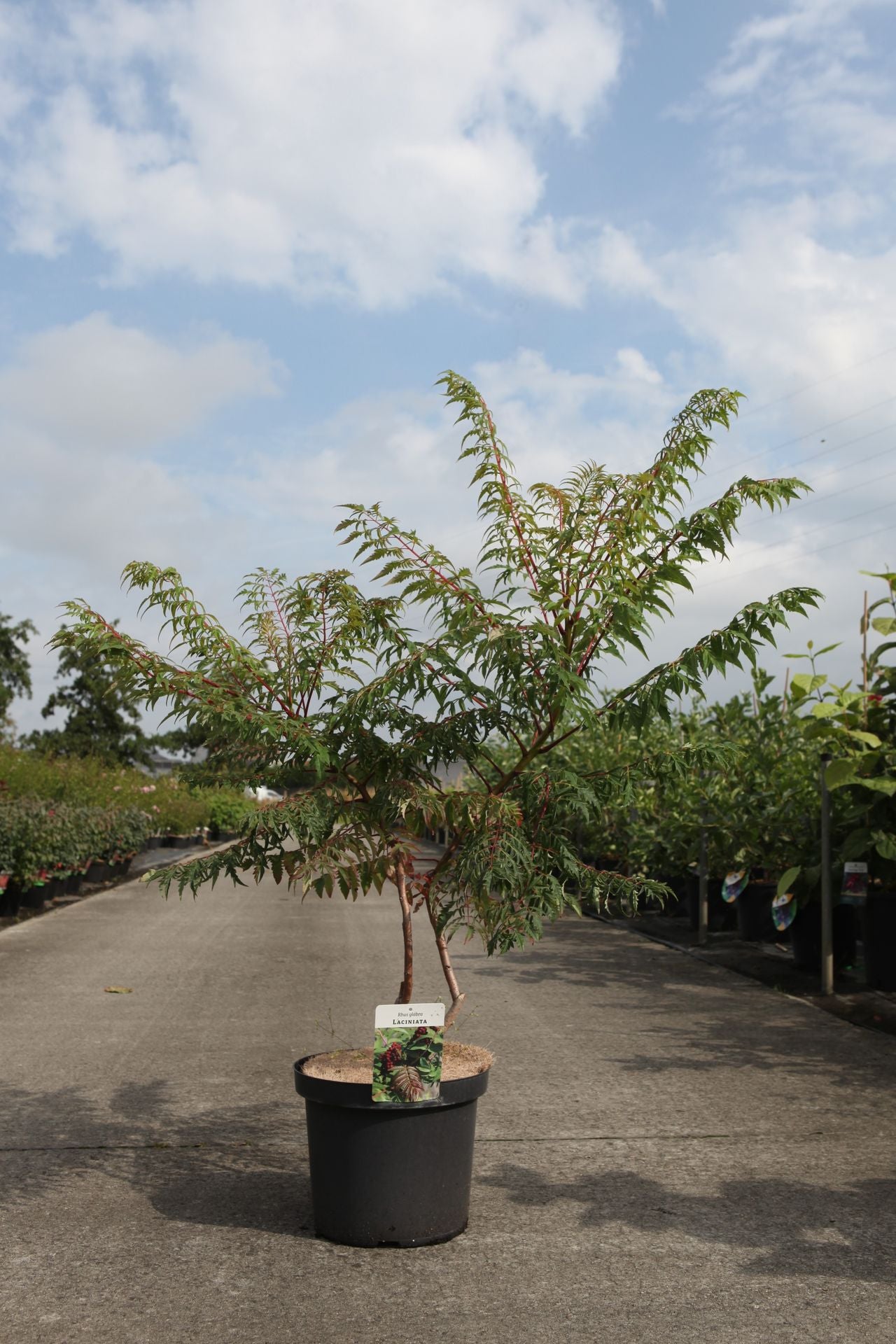 Rhus glabra 'Laciniata'