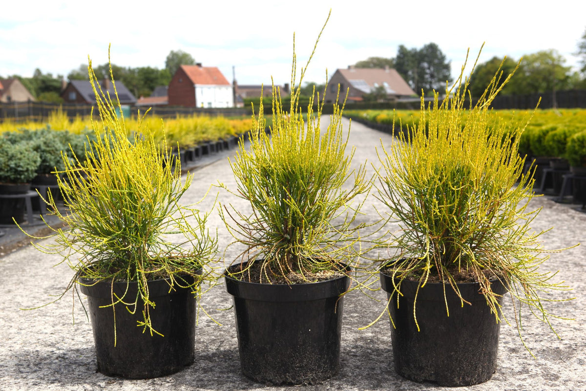 Platycladus orientalis 'Franky Boy'