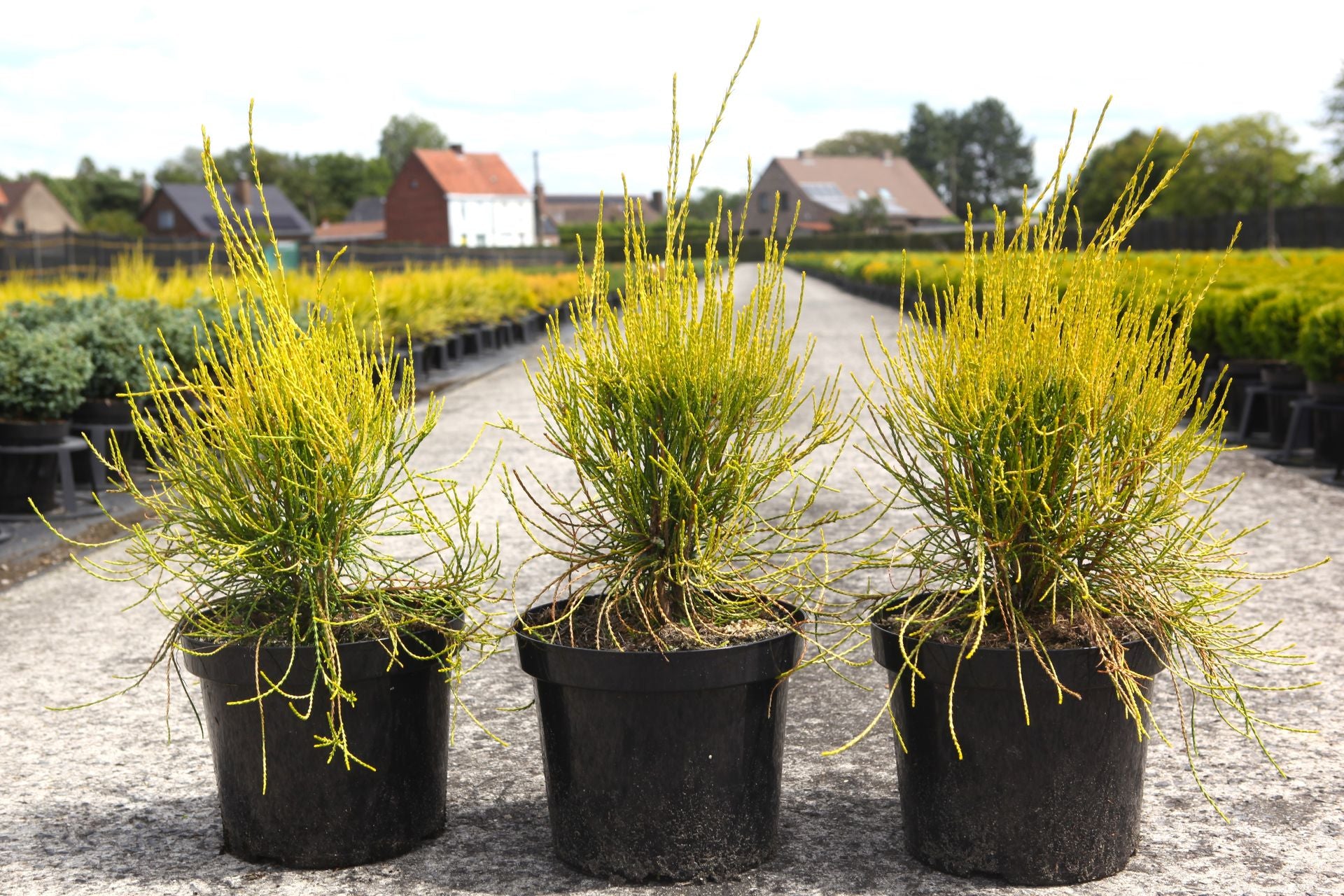 Platycladus orientalis 'Franky Boy'