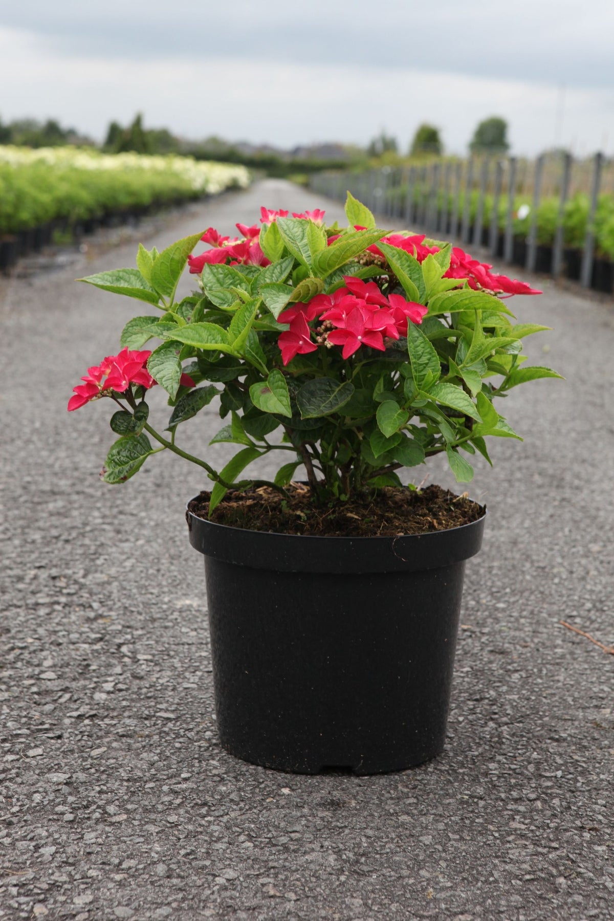 Hydrangea macrophylla ‘Rotschwanz’ in pot with vibrant red mophead flowers and glossy green foliage