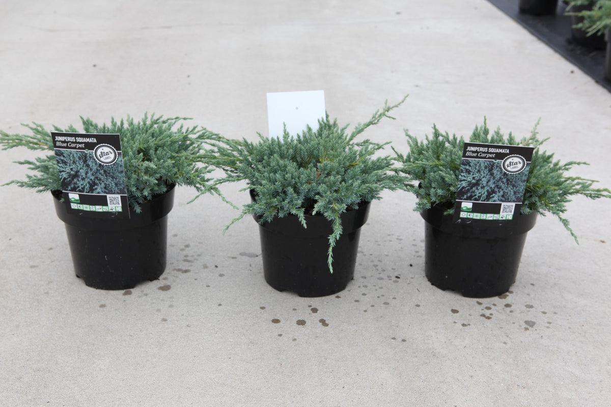 Juniperus squamata 'Blue Carpet'