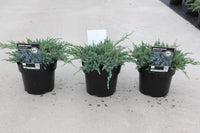 Juniperus squamata 'Blue Carpet'