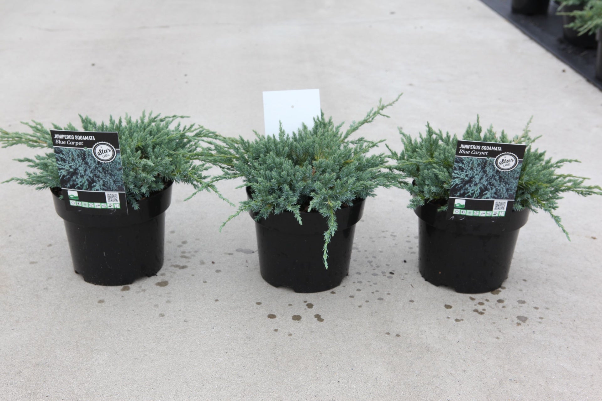 Juniperus squamata 'Blue Carpet'