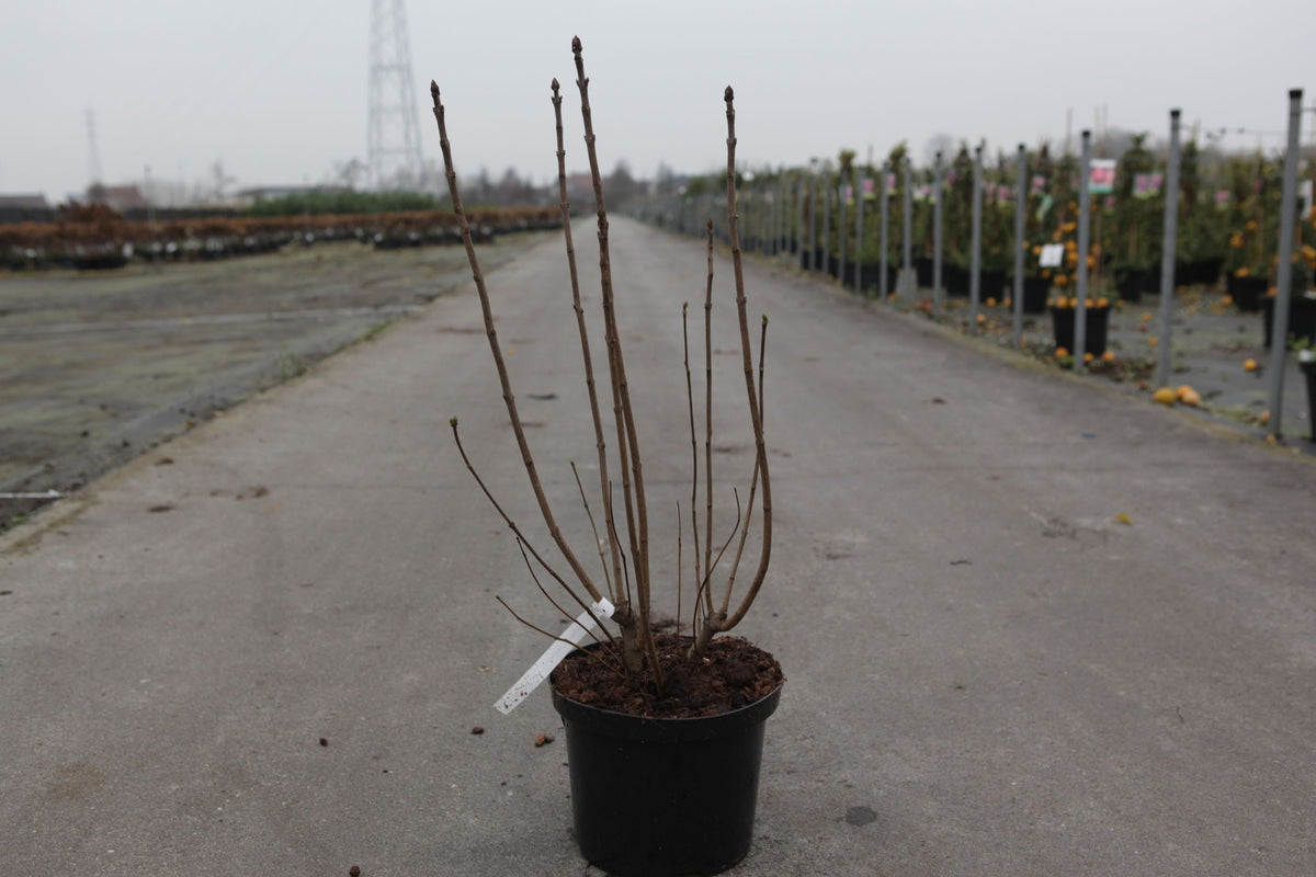 Syringa vulgaris 'Sensation'