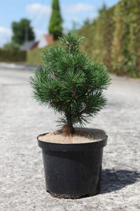 Pinus mugo 'Mops'