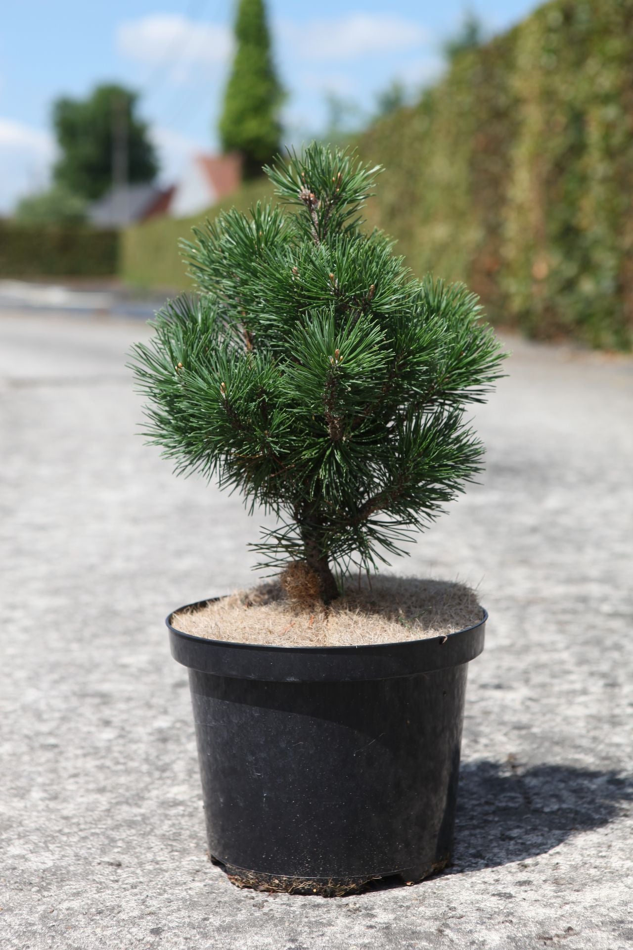 Pinus mugo 'Mops'
