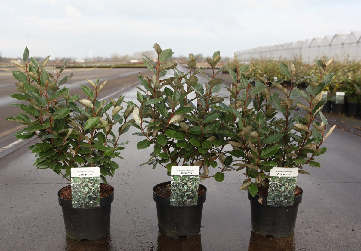 Elaeagnus ebbingei 'Compacta'