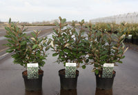 Elaeagnus ebbingei 'Compacta'