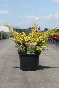 Berberis thunbergii 'Golden Dream' (PBR)