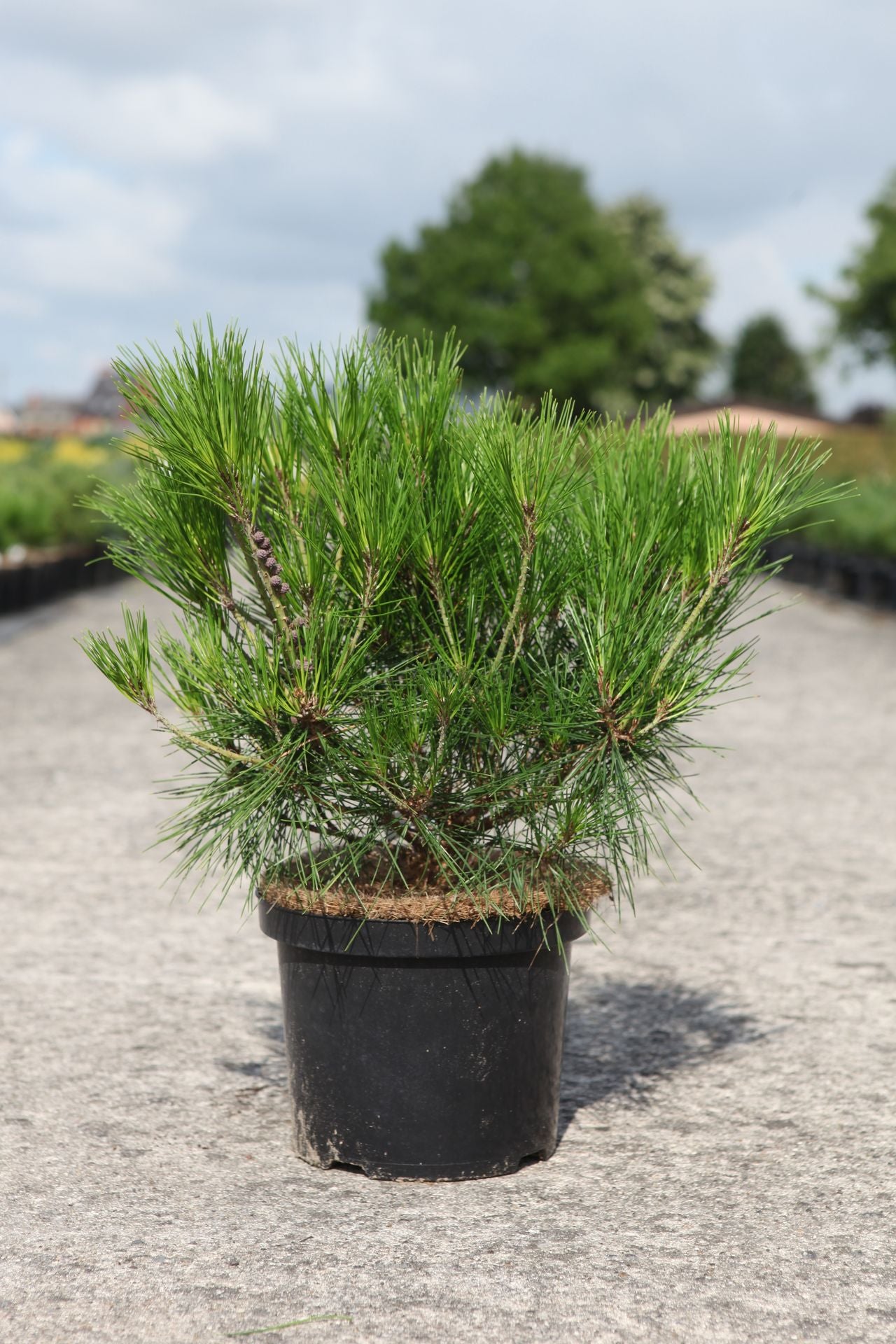 Pinus densiflora 'Alice Verkade'