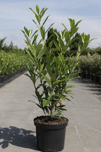 Prunus (L) laurocerasus 'Caucasica'