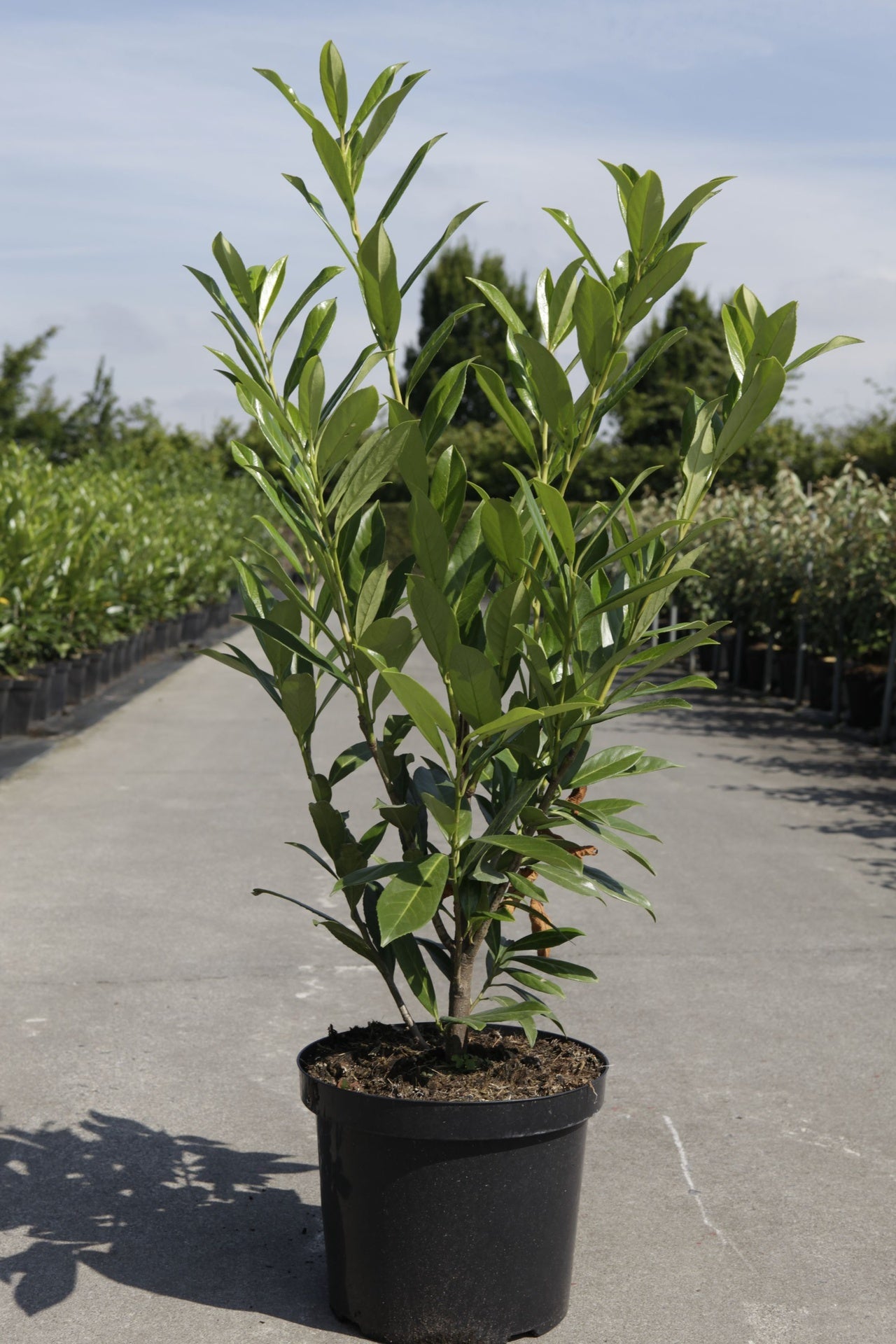 Prunus (L) laurocerasus 'Caucasica'