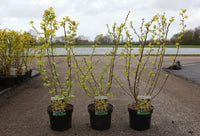 Physocarpus opulifolius ANGEL GOLD (PBR)