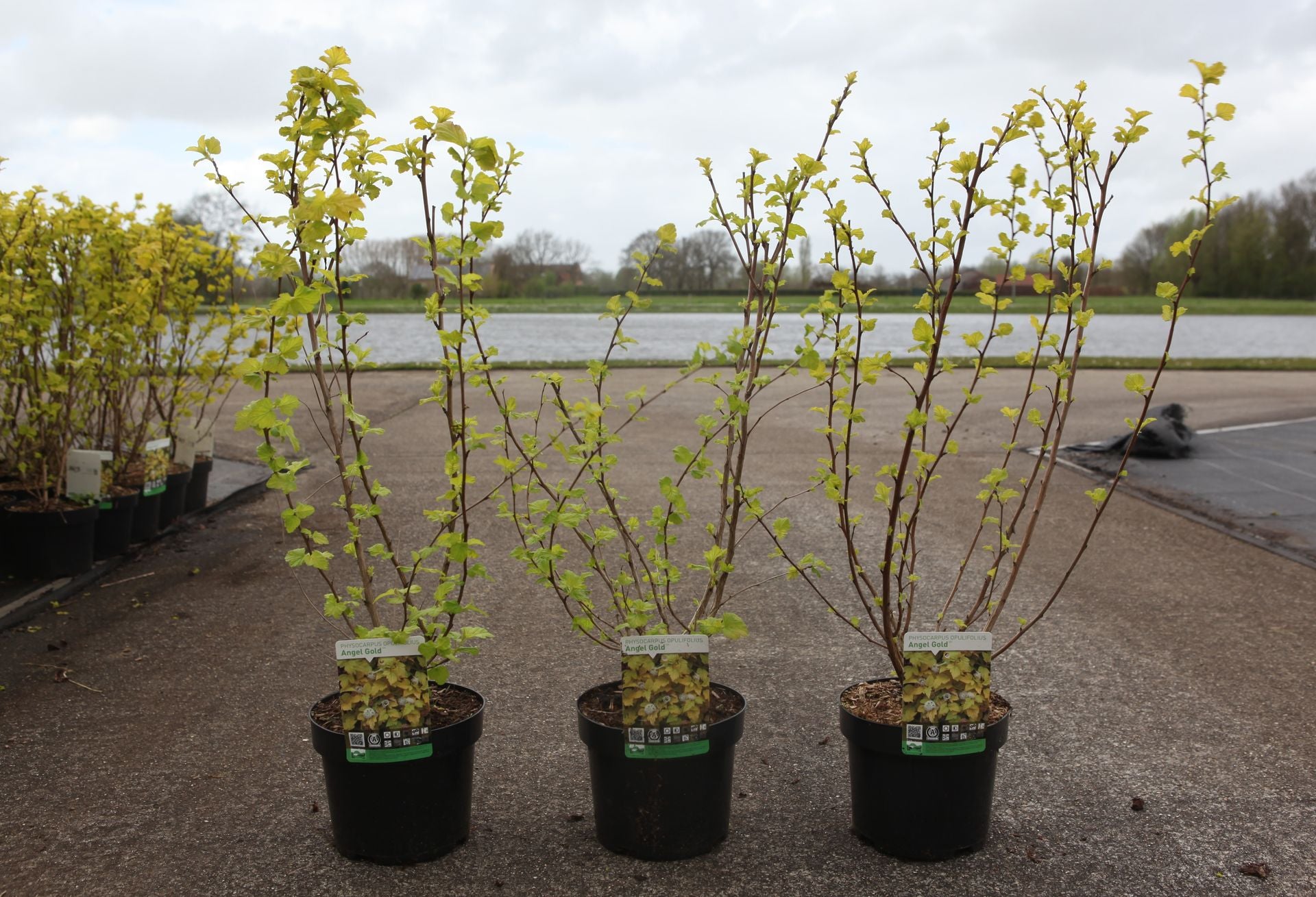 Physocarpus opulifolius ANGEL GOLD (PBR)