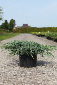 Juniperus squamata 'Blue Carpet'