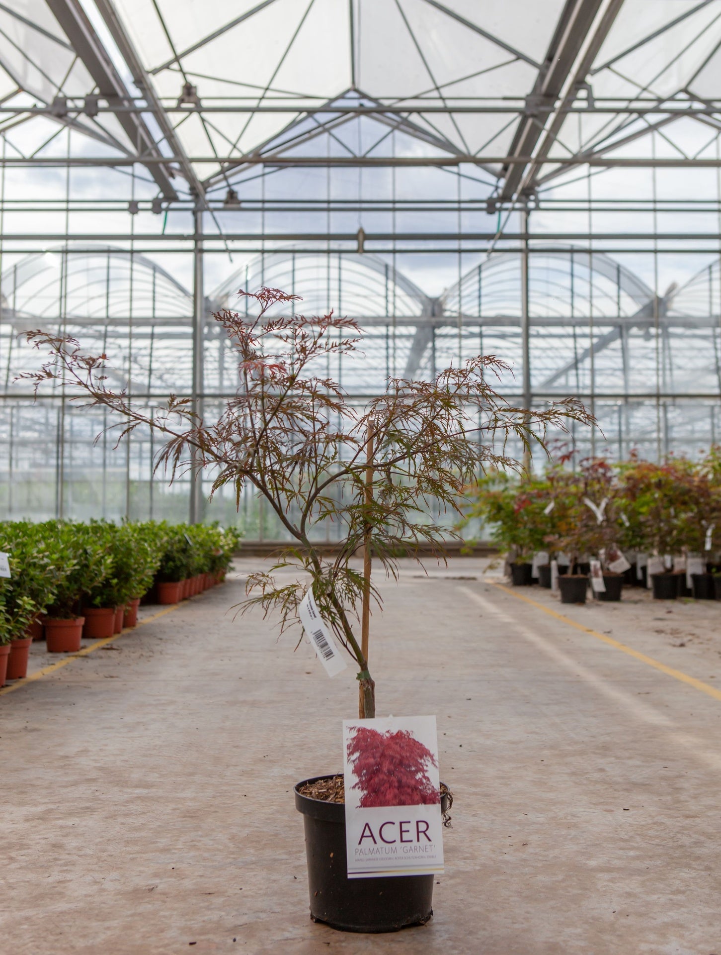 Acer palmatum 'Dissectum Garnet'