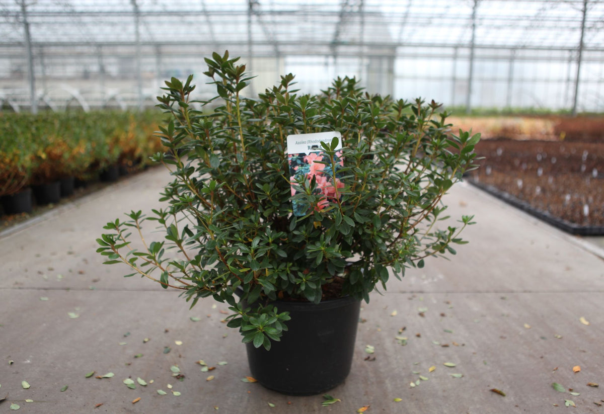 Azalea japonica 'Radja'