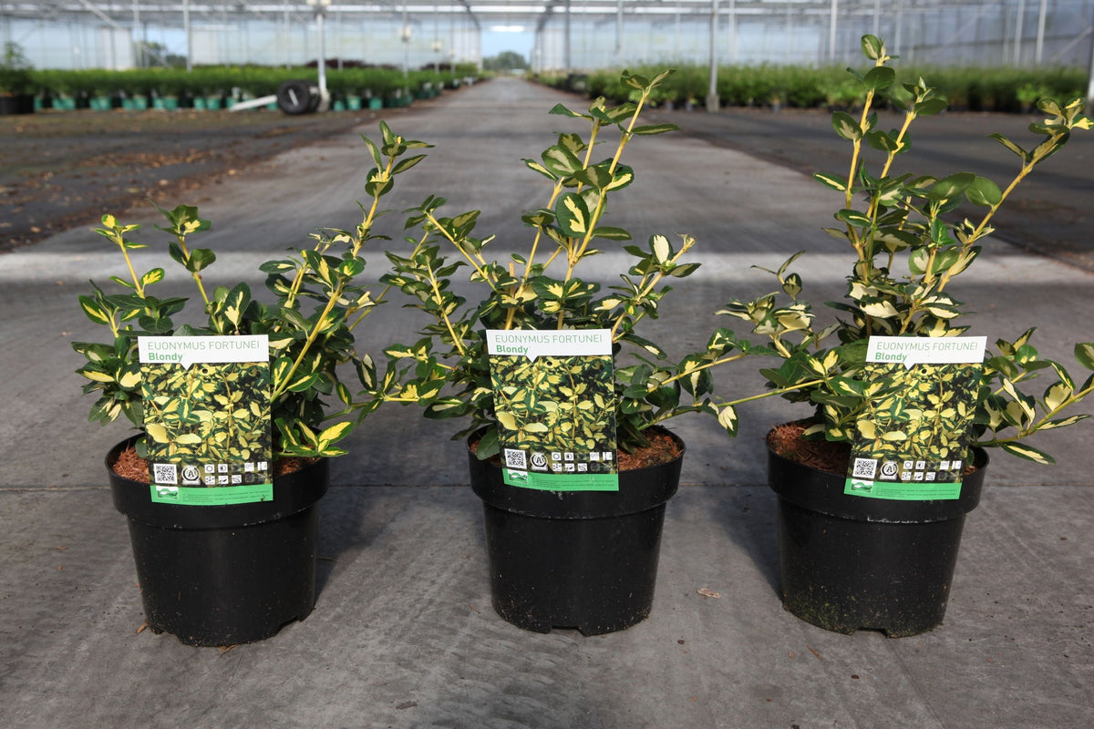 Euonymus fortunei BLONDY©