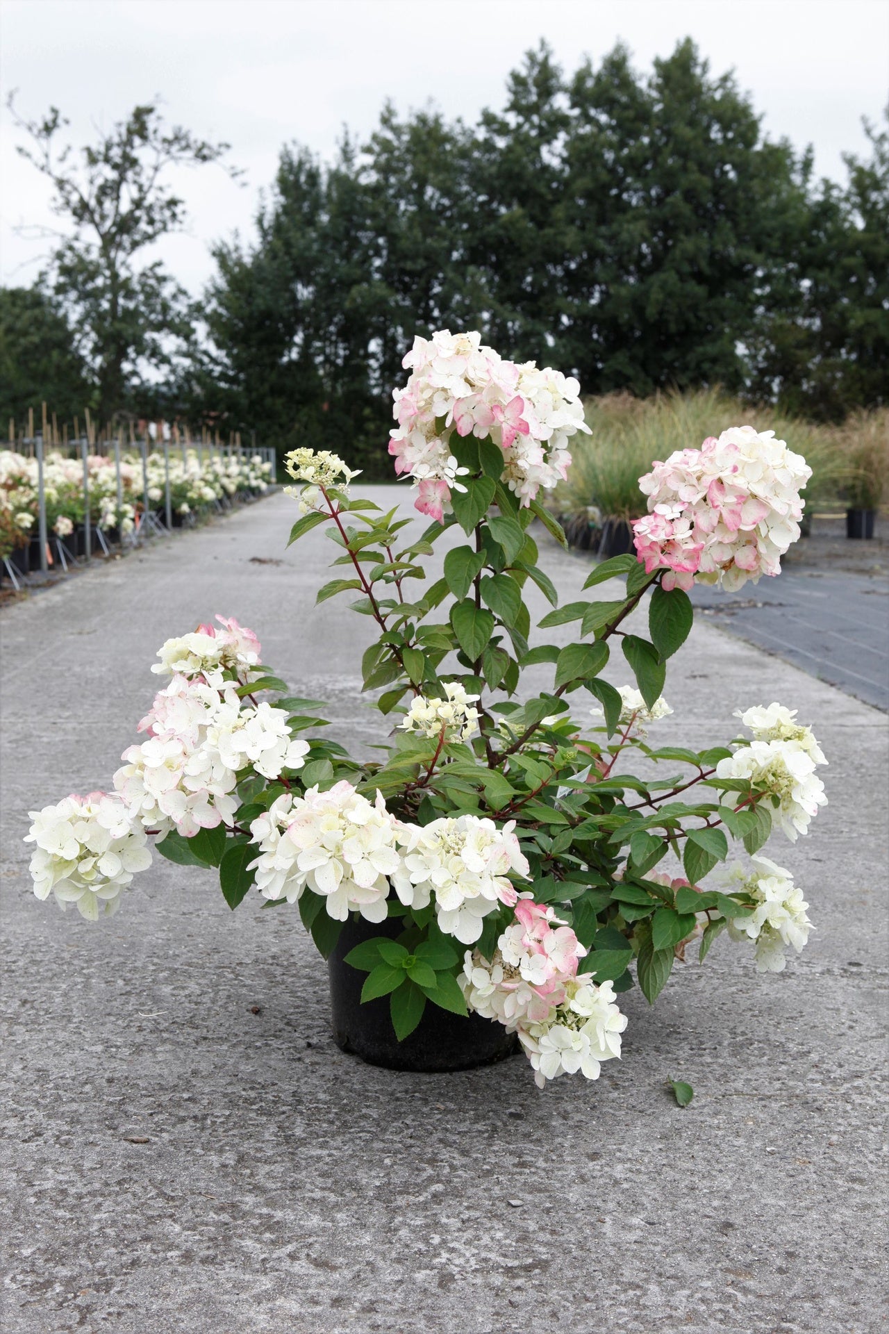 Hydrangea paniculata ‘Diamant Rouge’ (PBR) flowering shrub with white blooms blushing soft pink, hardy hydrangea for garden borders