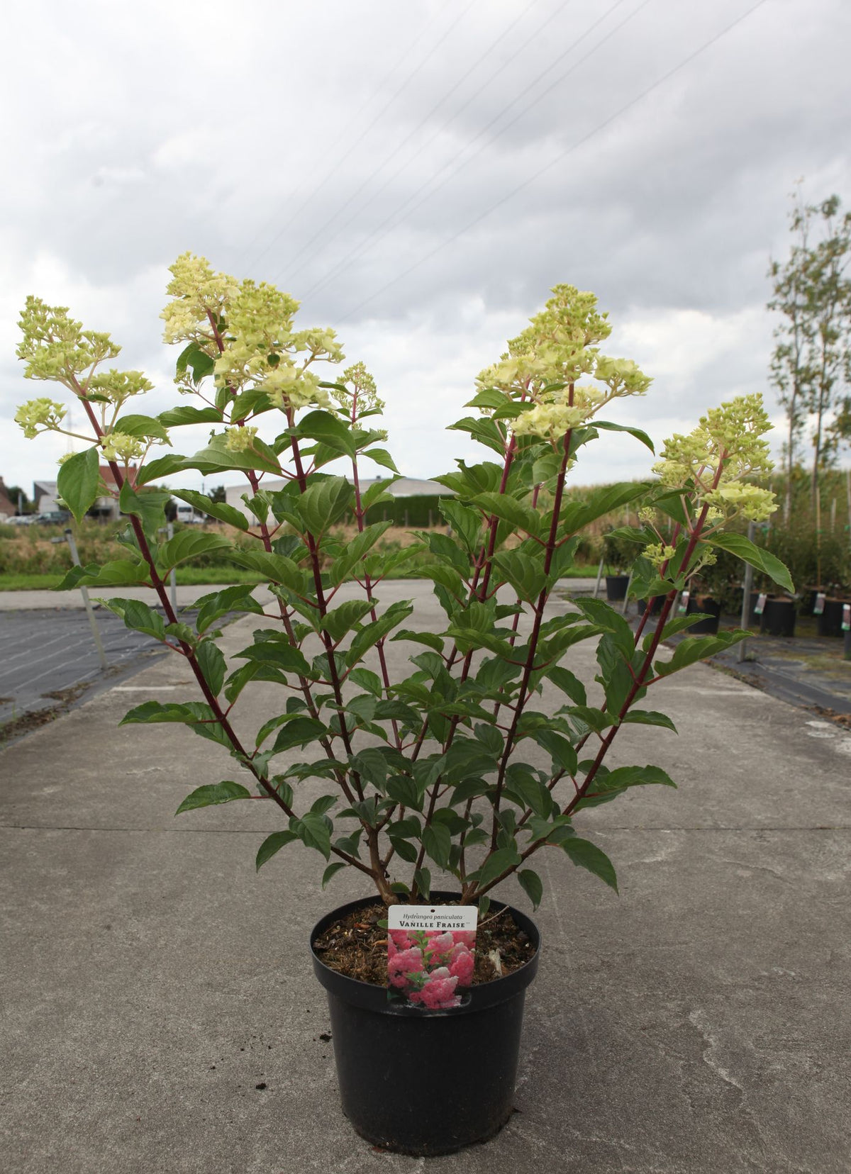 Hydrangea paniculata ‘Vanille Fraise’ (PBR) shrub in pot with creamy white flower panicles and red stems, upright hydrangea for garden planting