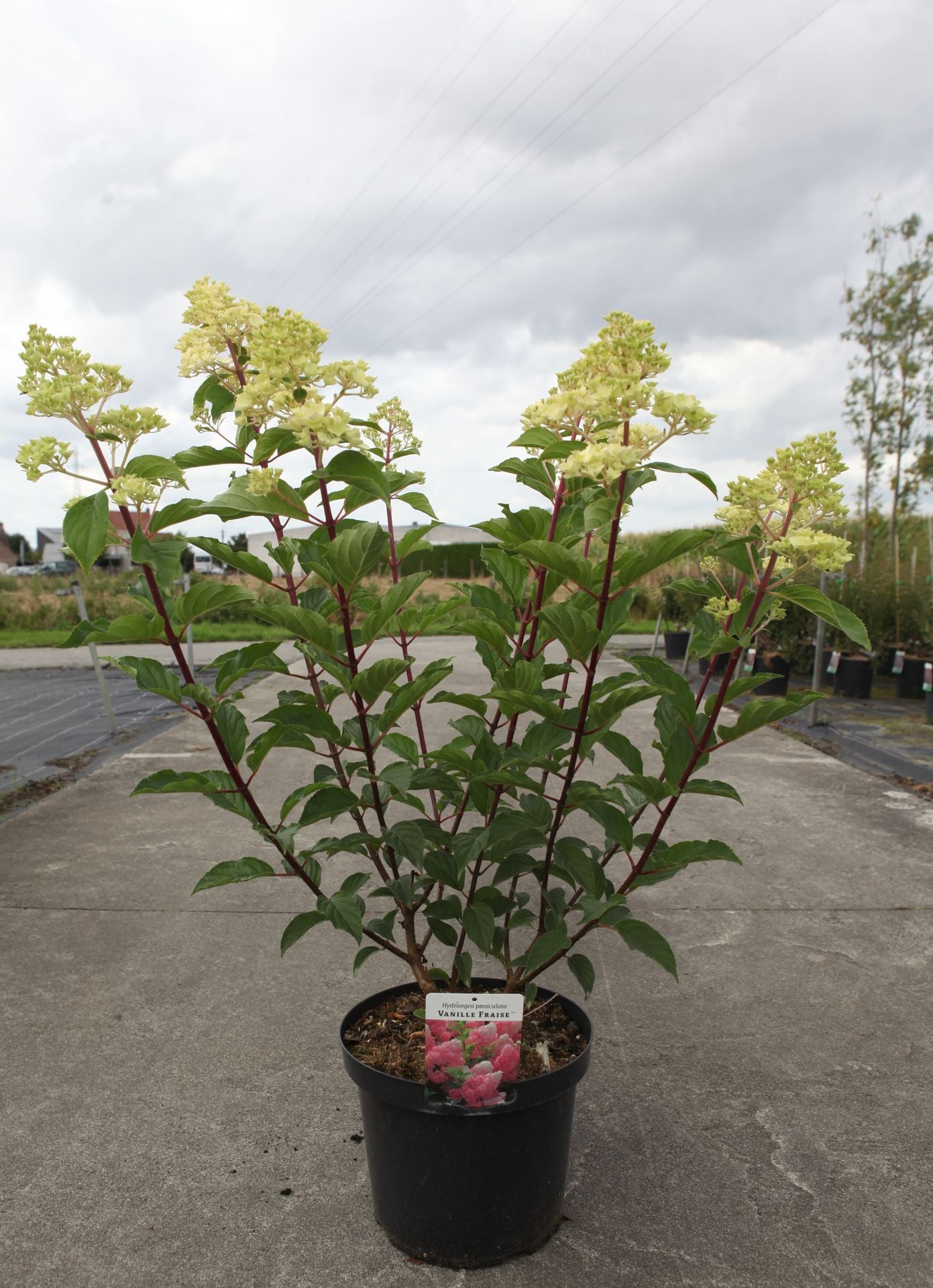 Hydrangea paniculata ‘Vanille Fraise’ (PBR) shrub in pot with creamy white flower panicles and red stems, upright hydrangea for garden planting