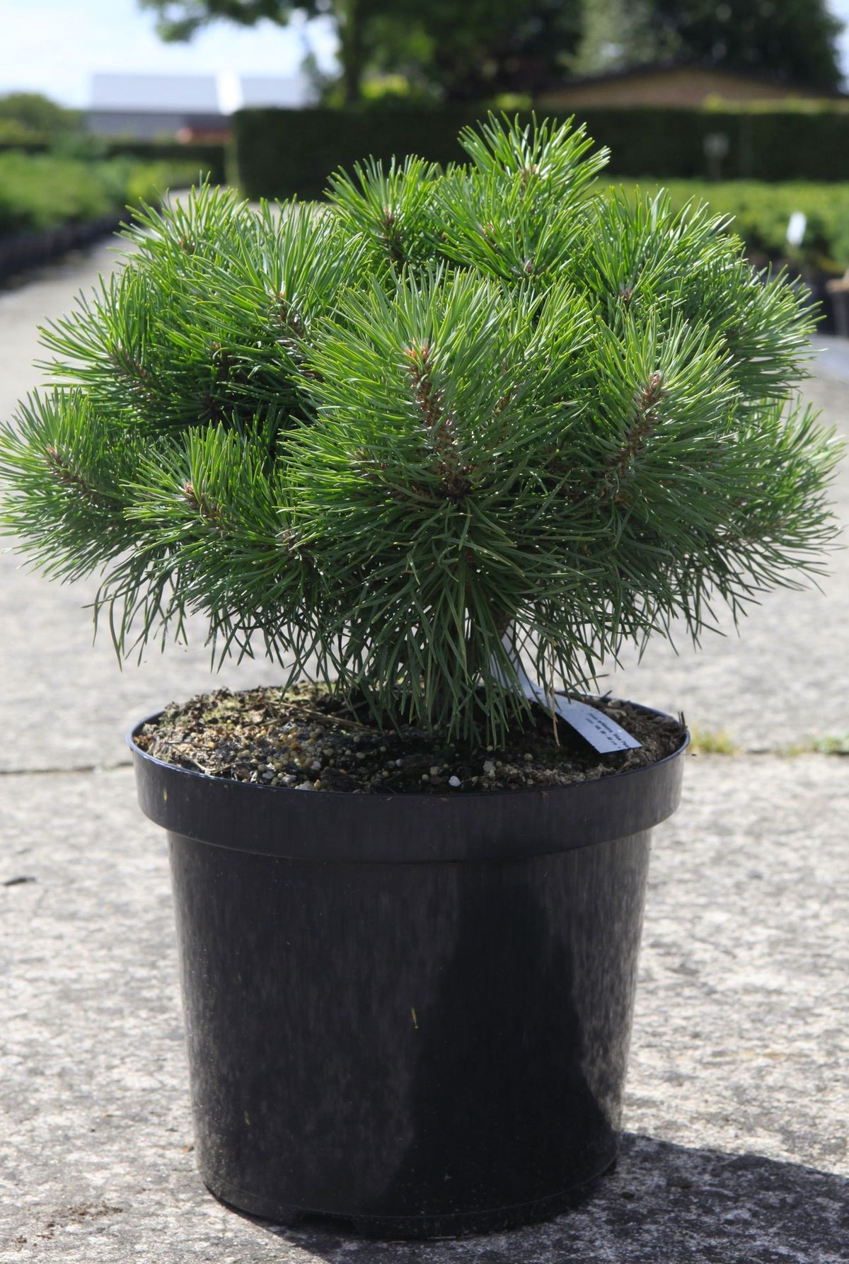 Pinus sylvestris BLUE PEARL (PBR)