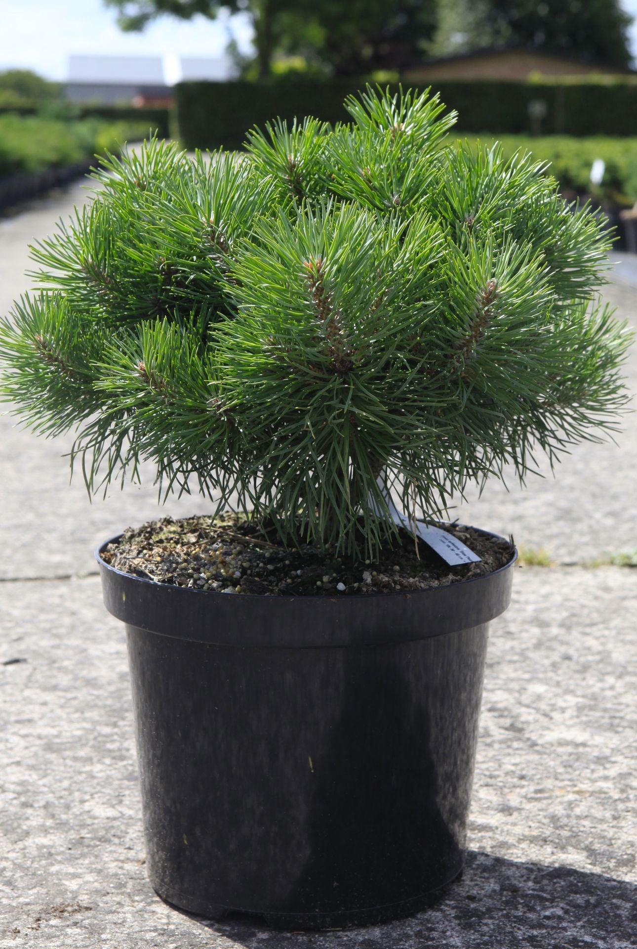 Pinus sylvestris BLUE PEARL (PBR)