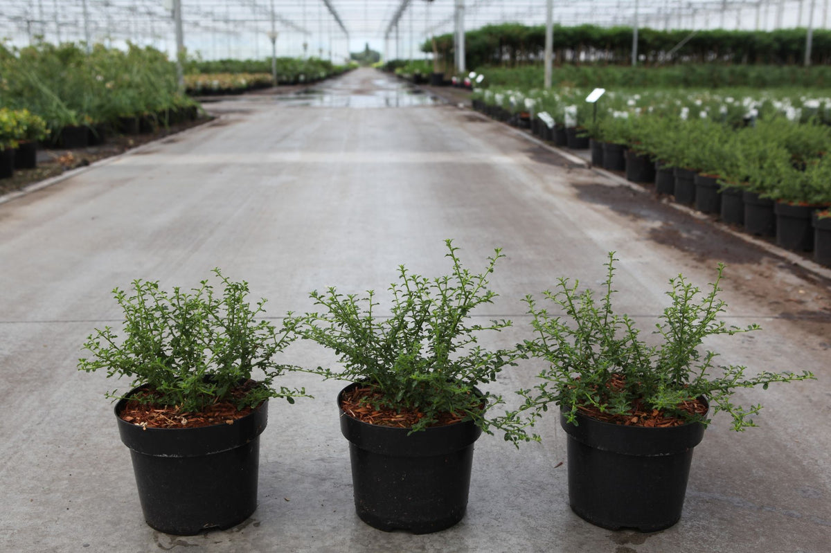 Ceanothus 'Blue Mound'