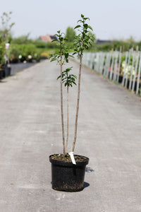 Syringa vulgaris 'Charles Joly'