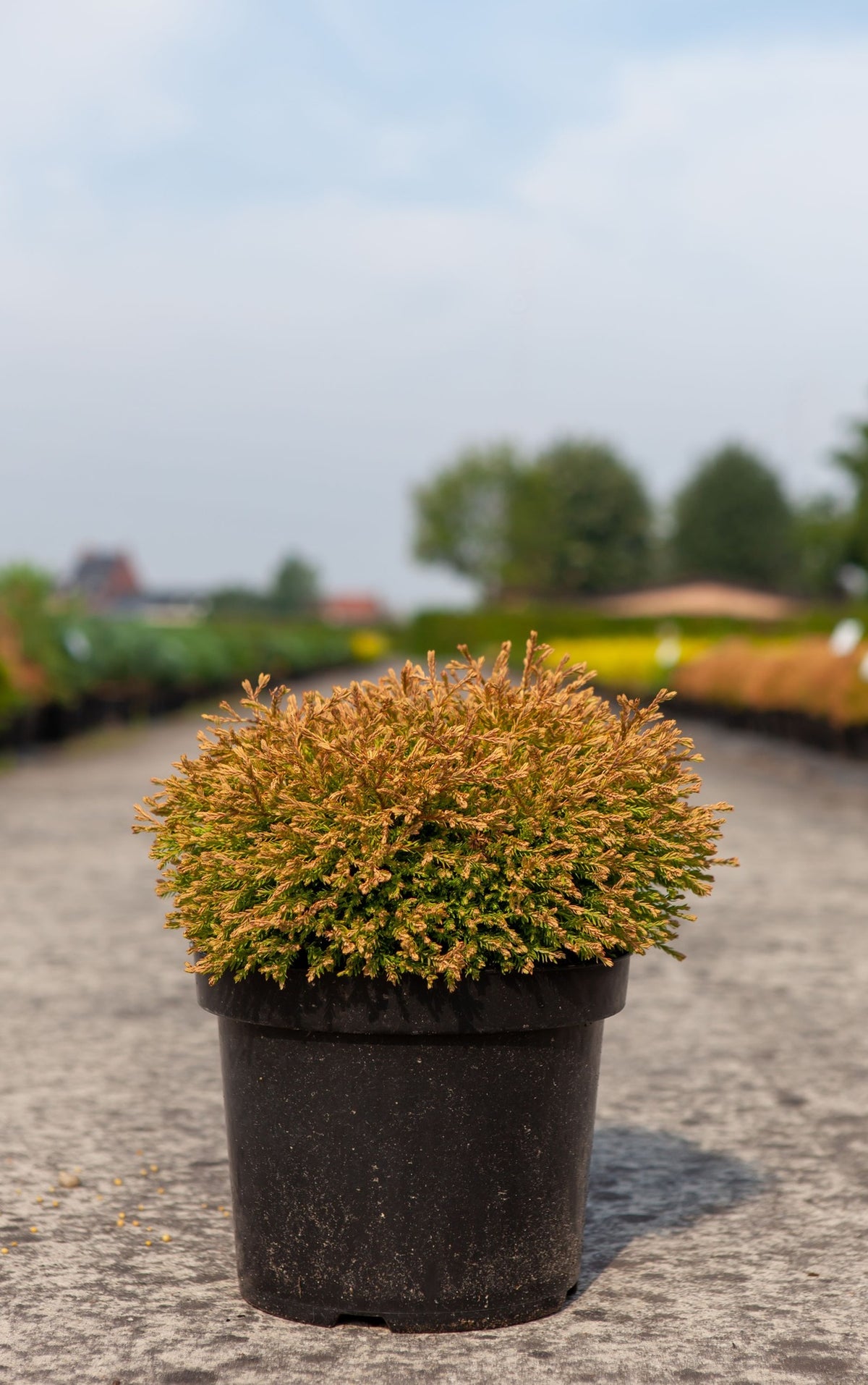 Thuja occidentalis 'Golden Tuffet'