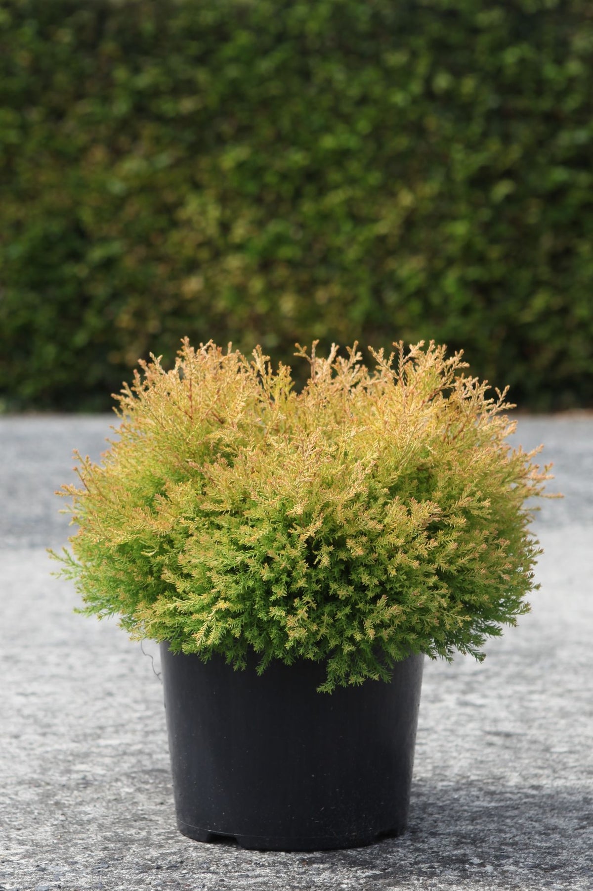 Thuja occidentalis 'Rheingold'