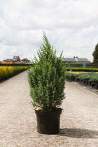 Juniperus chinensis 'Stricta'