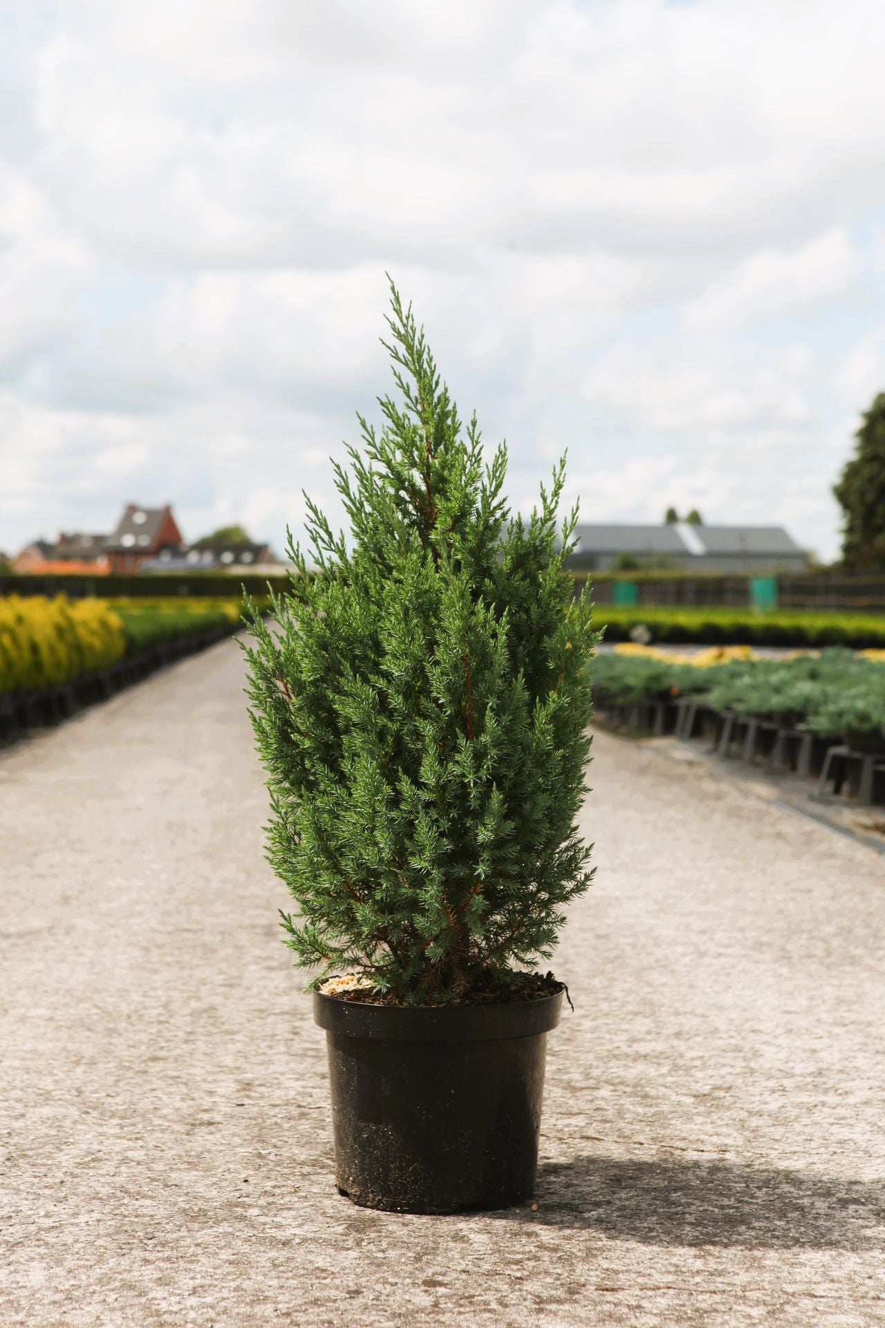 Juniperus chinensis 'Stricta'