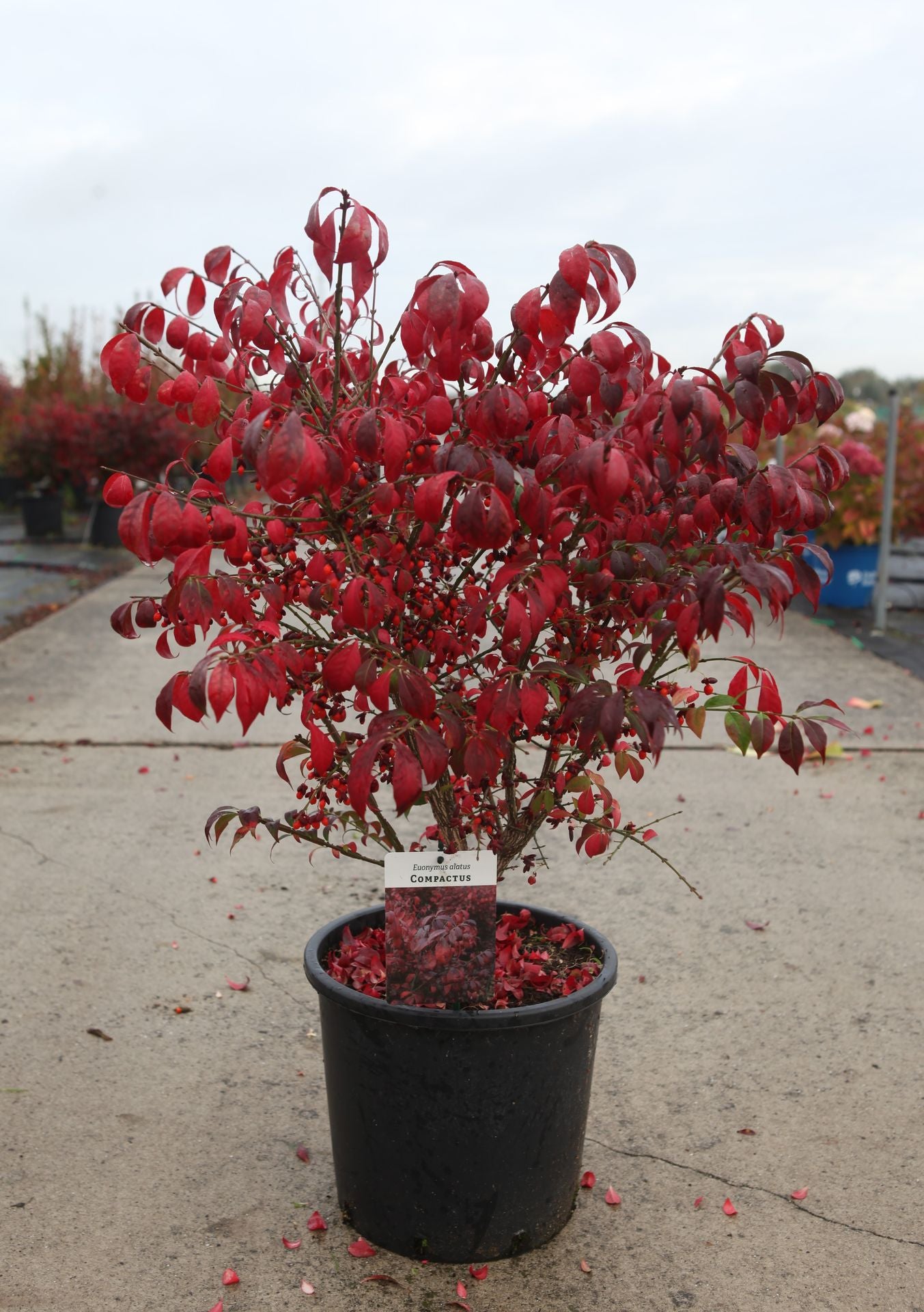 Euonymus alatus 'Compactus'