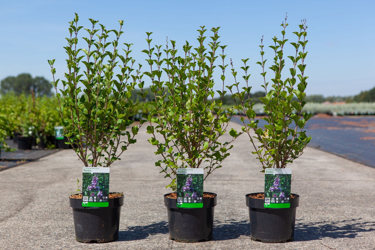 Syringa meyeri 'Palibin'