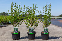 Syringa meyeri 'Palibin'