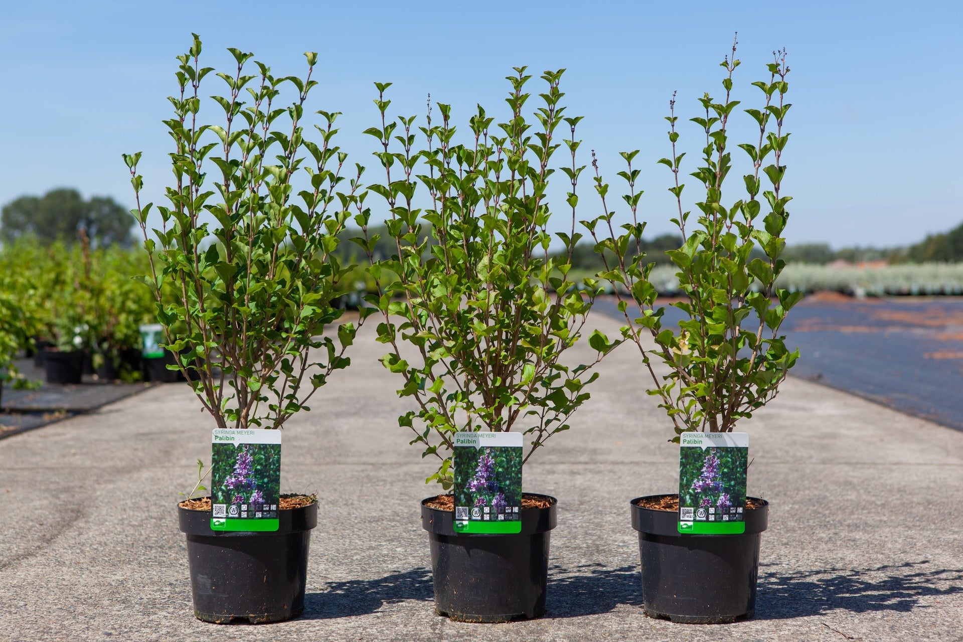 Syringa meyeri 'Palibin'