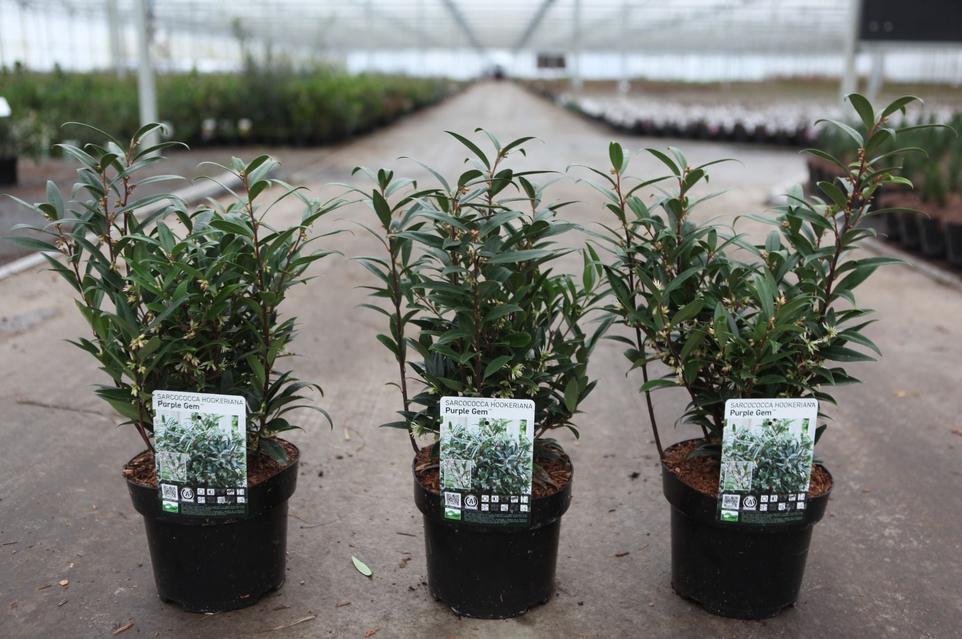 Sarcococca hookeriana PURPLE GEM (PBR)